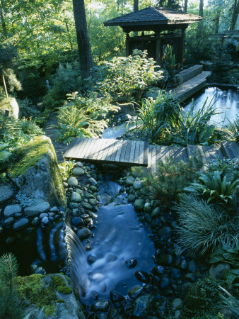 Waterfall Tumble Down A Hill In To The Koi Pond With In Donesian Gazebo Beside It In The Woodland by Clive Nichols Pricing Limited Edition Print image