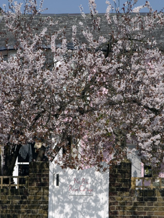Blossom At The Gate Of Rose Cottage, Strand On The Green, London by Natalie Tepper Pricing Limited Edition Print image