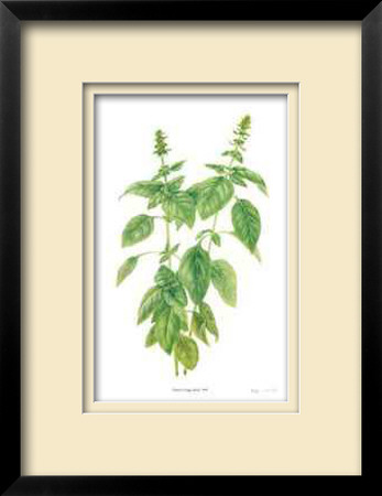 Basil by Pamela Stagg Pricing Limited Edition Print image
