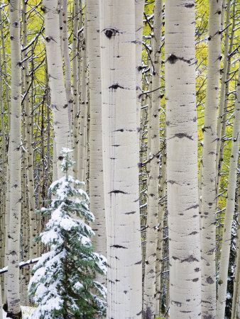 Snow Covered Aspens, Kebler Pass, Colorado, Usa by Terry Eggers Pricing Limited Edition Print image