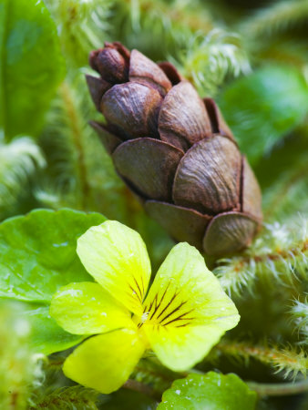 Yellow Viola And Ferns, Olympic National Park, Washington, Usa by Terry Eggers Pricing Limited Edition Print image