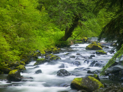 Sol Duc River, Oylmpic National Park, Washington, Usa by Terry Eggers Pricing Limited Edition Print image