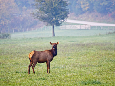 Elk In An Arkansas, Usa by Larry Ditto Pricing Limited Edition Print image
