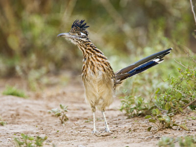 Greater Roadrunner, South Texas Brush Lands, Usa by Larry Ditto Pricing Limited Edition Print image