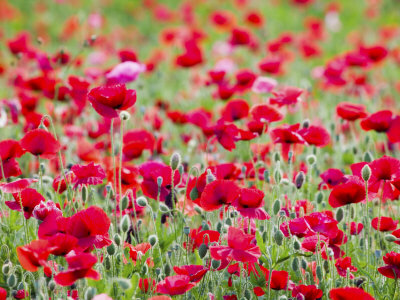 Shirley Poppies In Bloom, Willamette Valley, Oregon, Usa by Terry Eggers Pricing Limited Edition Print image