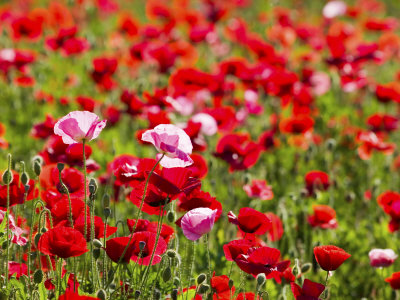 Shirley Poppies Blooming, Willamette Valley, Oregon, Usa by Terry Eggers Pricing Limited Edition Print image