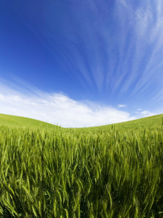 Rolling Hills Of Spring Wheat, Palouse Counrty, Washington, Usa by Terry Eggers Pricing Limited Edition Print image