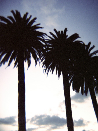 Palms At Sunset, Santa Barbara by Eloise Patrick Pricing Limited Edition Print image