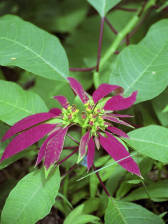 Wild Poinsettia, Laos by Eloise Patrick Pricing Limited Edition Print image