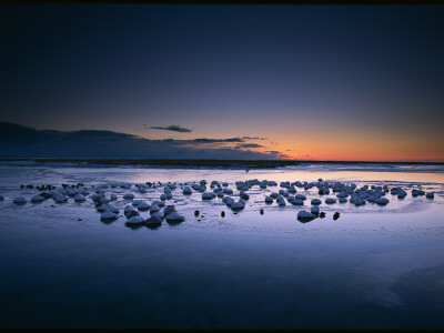 Whooper Swans, Cygnus Cygnus, Sleep Just Before Dawn by Tim Laman Pricing Limited Edition Print image