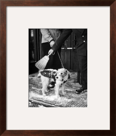 Dog Gets Snow Brushed From His Coat By Hotel Doorman by Alfred Eisenstaedt Pricing Limited Edition Print image