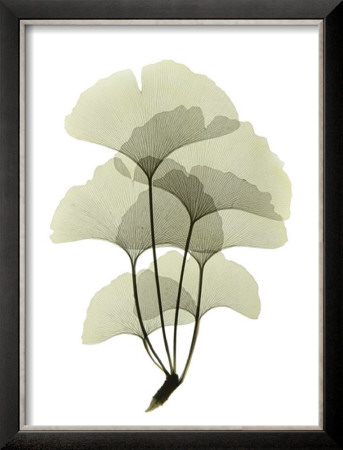 Ginko Ii by Acee Pricing Limited Edition Print image