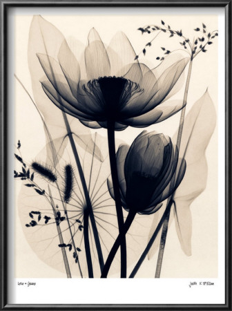 Lotus And Grasses by Judith Mcmillan Pricing Limited Edition Print image
