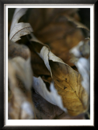 Falle Leaves Iii by Nicole Katano Pricing Limited Edition Print image