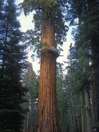 Looking Up At A Giant Sequoia Tree In Sequoia National Park by Stephen Sharnoff Pricing Limited Edition Print image