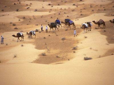 3 Men And 7 Loaded Camels Crossing A Sand Flat In The Sahara Desert by Stephen Sharnoff Pricing Limited Edition Print image