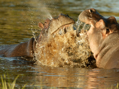 Hippopotamus (Hippopotamus Amphibious)Fighting by Beverly Joubert Pricing Limited Edition Print image