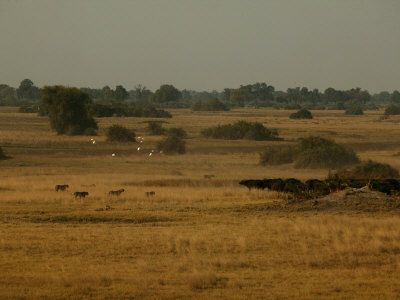 Lion (Pathera Leo) And African Buffalo (Syncerus Caffer)Confrontation by Beverly Joubert Pricing Limited Edition Print image