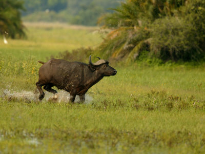 African Buffalo (Syncerus Caffer)Running Through Water by Beverly Joubert Pricing Limited Edition Print image