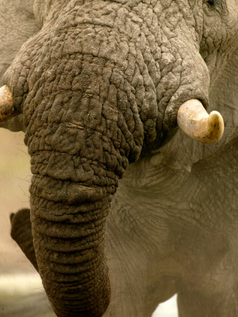 Close-Up Of An African Elephant by Beverly Joubert Pricing Limited Edition Print image