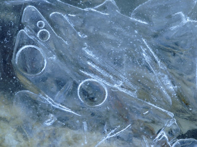 Close-Up Of A Frozen Stream With Ice Crystals And Frozen Bubbles by Stephen Sharnoff Pricing Limited Edition Print image