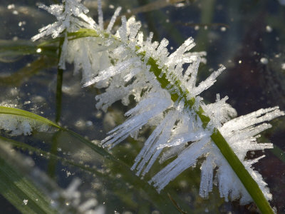 Close-Up Of A Grass Blade With Frost Crystals by Stephen Sharnoff Pricing Limited Edition Print image