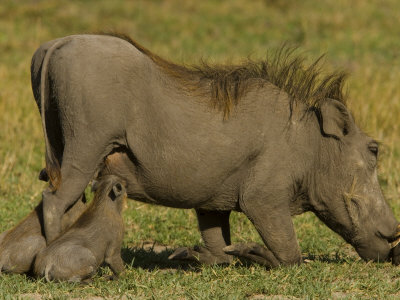 Warthog Nursing Her Two Piglets As She Eats by Beverly Joubert Pricing Limited Edition Print image