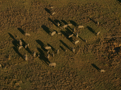 Aerial View Of A Herd Of African Elephant (Loxodonta Africana) by Beverly Joubert Pricing Limited Edition Print image