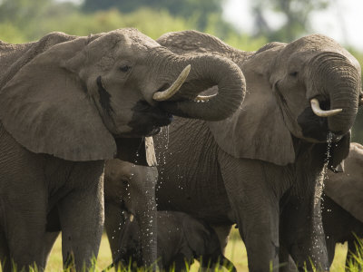 African Elephants Drinking by Beverly Joubert Pricing Limited Edition Print image