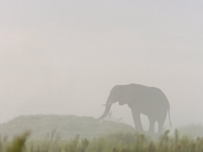 African Elephant (Loxodonta Africana) In Mist by Beverly Joubert Pricing Limited Edition Print image