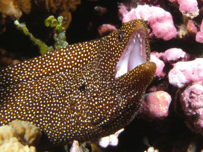 Spotted Moray Eel Opening Its Mouth by Nick Norman Pricing Limited Edition Print image