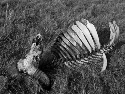 African Buffalo Skeleton Bleaching In The Sun by Beverly Joubert Pricing Limited Edition Print image