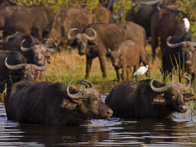 Egrets On The Backs Of Wading African Buffalo, Syncerus Caffer by Beverly Joubert Pricing Limited Edition Print image