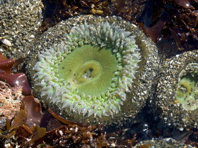 Green Sea Anenome In A Tidepool Along The California Coast by Stephen Sharnoff Pricing Limited Edition Print image