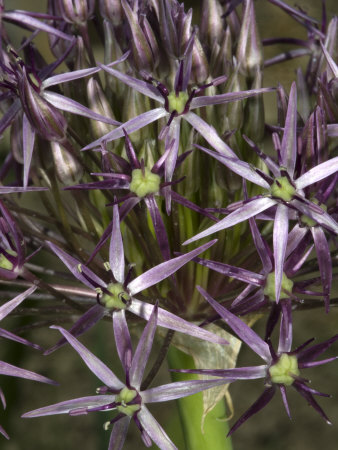 Allium Schubertii, Or Schubert's Onion by Stephen Sharnoff Pricing Limited Edition Print image