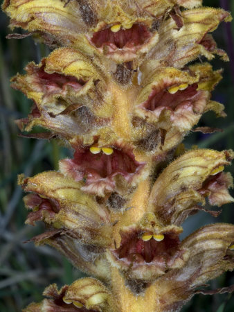 Orobanche, Or Broomrape, A Parasitic Plant Without Chlorophyl by Stephen Sharnoff Pricing Limited Edition Print image