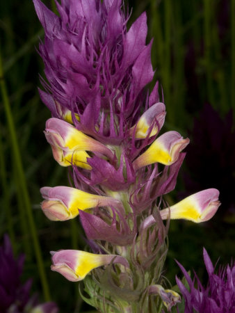 Flowers Of Melampyrum Arvense, Or Field Cow-Wheat by Stephen Sharnoff Pricing Limited Edition Print image