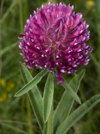 Trifolium Alpestre, Or Mountain Zigzag Clover, In A Subalpine Meadow by Stephen Sharnoff Pricing Limited Edition Print image