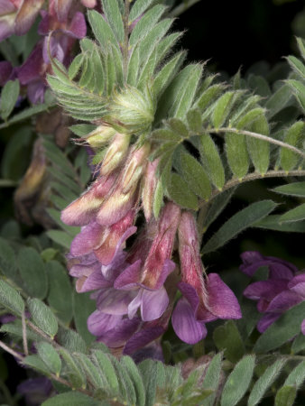 Flowers Of Vetch, Genus Vicia, In The Pea Family by Stephen Sharnoff Pricing Limited Edition Print image