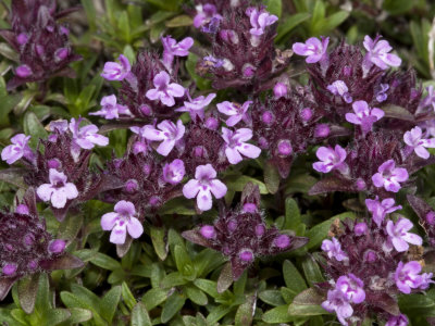 Tiny Pink Flowers Of Thymus Serpyllum, Thym Sauvage, Or Wild Thyme by Stephen Sharnoff Pricing Limited Edition Print image
