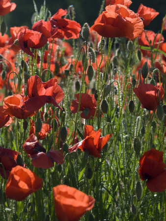 Close View Of Red Poppies In Sunlight In A Field In Provence by Stephen Sharnoff Pricing Limited Edition Print image