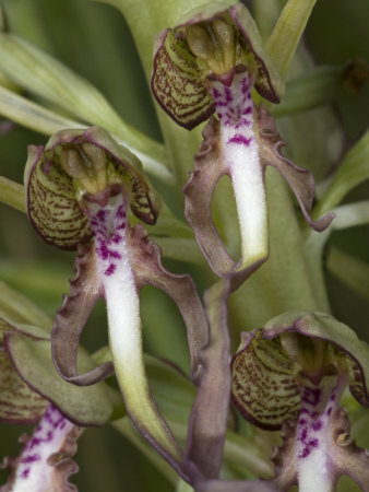 Close-Up Of Himantoglossum Hircinum, The Lizard Orchid, L'orchis Bouc by Stephen Sharnoff Pricing Limited Edition Print image