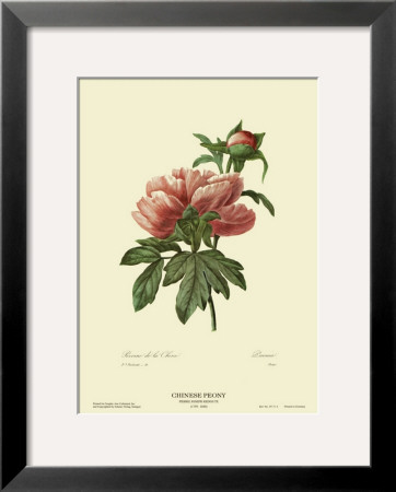 Chinese Peony by Pierre-Joseph Redouté Pricing Limited Edition Print image