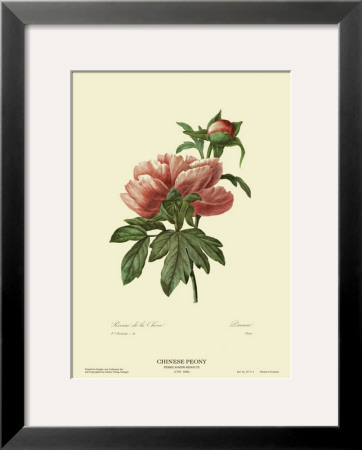 Chinese Peony by Pierre-Joseph Redoute Pricing Limited Edition Print image