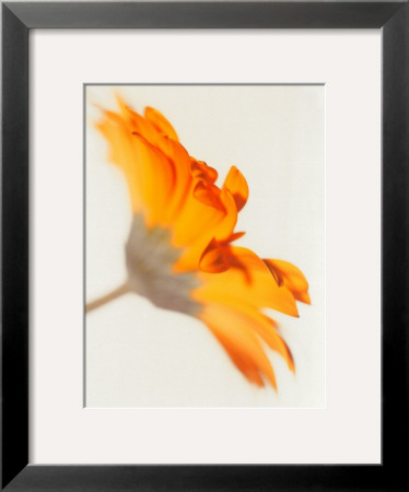 Gerbera, Bright Yellow On White by Michael Banks Pricing Limited Edition Print image