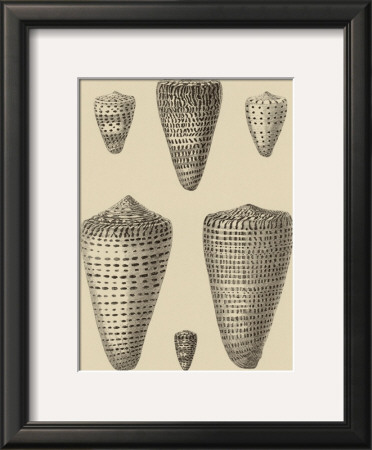 Shells On Khaki Vii by Denis Diderot Pricing Limited Edition Print image