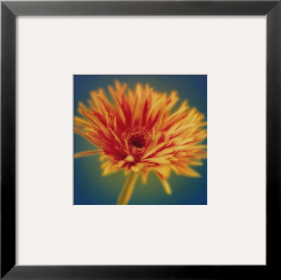 Chrysanthemum On Turquoise by Jane Ann Butler Pricing Limited Edition Print image