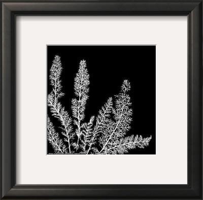 Black And White Ferns Ii by Patti Socci Pricing Limited Edition Print image