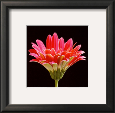 Pink Gerbera Iii by Steven Mitchell Pricing Limited Edition Print image