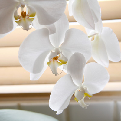 White Orchids Ii by Nicole Katano Pricing Limited Edition Print image